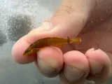 Golden Darter, photographed in Virginia