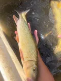 Golden Redhorse, photographed in Ohio