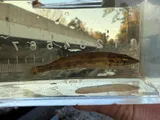 Grass Pickerel, photographed in North Carolina