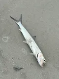 Ladyfish, photographed in Florida