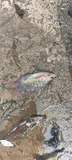 Nile Tilapia, photographed in Tamil Nadu