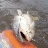 Blue Catfish, photographed in Virginia