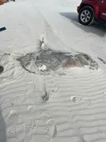 Sharptail Mola, photographed in North Carolina