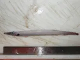 White Barracudina