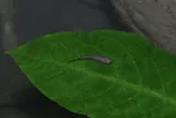 Hart's Rivulus, photographed in Tunapuna/Piarco