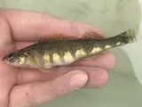 Guadalupe Darter, photographed in Texas