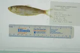 Alabama Shad, photographed in Mississippi