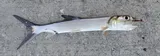 Ladyfish, photographed in Florida