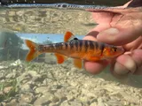 Scarlet Shiner, photographed in Kentucky
