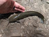 Whitespotted Clarias, photographed in Hawaii