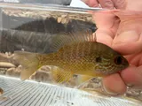 Longear Sunfish, photographed in Arkansas