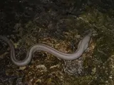 Painted Moray