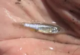 Gulf Killifish, photographed in Louisiana