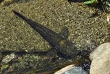 Bigmouth Sleeper, photographed in Tobago