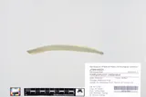 Chestnut Lamprey, photographed in Wisconsin