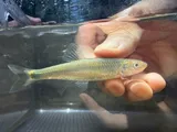 Whitetail Shiner, photographed in Arkansas