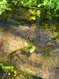 Longfin Dace, photographed in Arizona