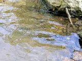 Sea Lamprey, photographed in District of Columbia