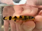 Checkered Madtom, photographed in Arkansas