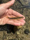 Tangerine Darter, photographed in Tennessee