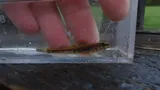Iowa Darter, photographed in Ohio
