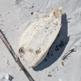 Scrawled Cowfish, photographed in Florida