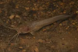 Whitespotted Clarias, photographed in Tai Po