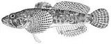 Marbled Sculpin, photographed in Oregon