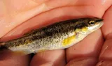 Eastern Blacknose Dace, photographed in Maryland