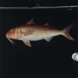 Rosy Goatfish