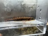 Brown Darter, photographed in Alabama