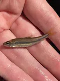 Bigeye Chub, photographed in Pennsylvania