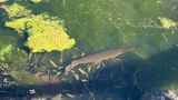 Spotted Gar, photographed in Texas