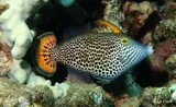 Fantail Filefish, photographed in Hawaii