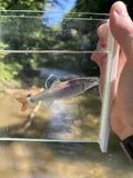 Alabama Shiner, photographed in Alabama