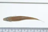 Rosyface Chub, photographed in Georgia