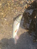 Notchlip Redhorse, photographed in North Carolina