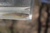 Redspot Darter, photographed in Mississippi