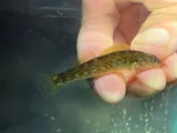 Bluebreast Darter, photographed in Tennessee