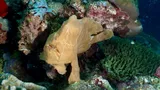 Commerson's Frogfish, photographed in Southern Leyte