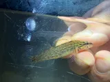Gulf Darter, photographed in Mississippi