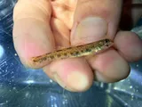 Highland Darter, photographed in Arkansas