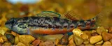 Yazoo Darter, photographed in Mississippi