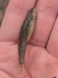 Gulf Darter, photographed in Mississippi