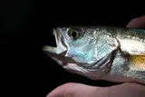 Gray Trout, photographed in New York