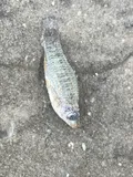 Diamond Killifish, photographed in Texas