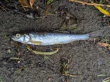 Northern Pikeminnow, photographed in British Columbia