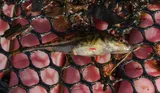 Bloody Stickleback, photographed in New York