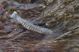 Plains Killifish, photographed in Texas