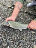 Bull Trout, photographed in British Columbia